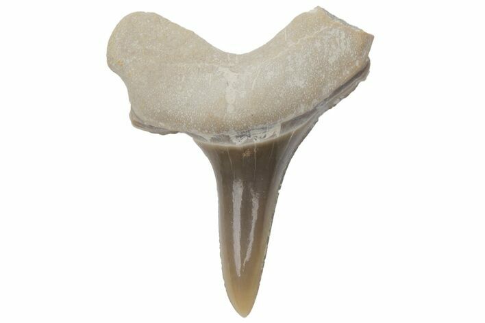 Fossil Ginsu Shark (Cretoxyrhina) Tooth - Kansas #219149